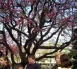 Nom del fitxer=arbre01.JPG
Mida del fitxer=63Kb
Dimensions=320x284
Data de publicació=12 de Abril de 2005 arbre01.JPG