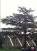 Nom del fitxer=arbre24.JPG
Mida del fitxer=48Kb
Dimensions=320x427
Data de publicació=12 de Abril de 2005 arbre24.JPG