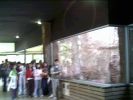 Nom del fitxer=zoo04.JPG
Mida del fitxer=70Kb
Dimensions=640x480
Data de publicació=23 de Abril de 2005 zoo04.JPG