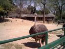 Nom del fitxer=zoo23.JPG
Mida del fitxer=115Kb
Dimensions=640x480
Data de publicació=23 de Abril de 2005 zoo23.JPG