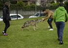 Nom del fitxer=20160317_348.JPG
Mida del fitxer=183Kb
Dimensions=813x576
Data de publicació=22 de Març de 2016 20160317_348.JPG