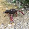Nom del fitxer=IMG_0184.JPG
Mida del fitxer=2594Kb
Dimensions=2448x2448
Data de publicació=14 de Juny de 2018 IMG_0184.JPG