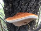 Nom del fitxer=IMG_0244.JPG
Mida del fitxer=2359Kb
Dimensions=3264x2448
Data de publicació=16 de Juny de 2018 IMG_0244.JPG